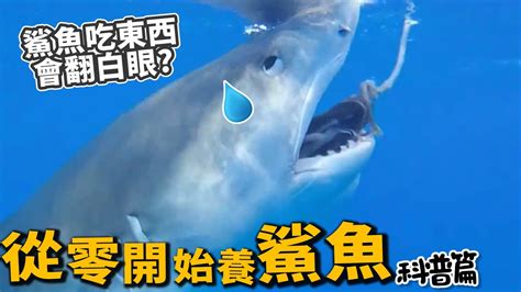 養鯊魚 防止狗大便